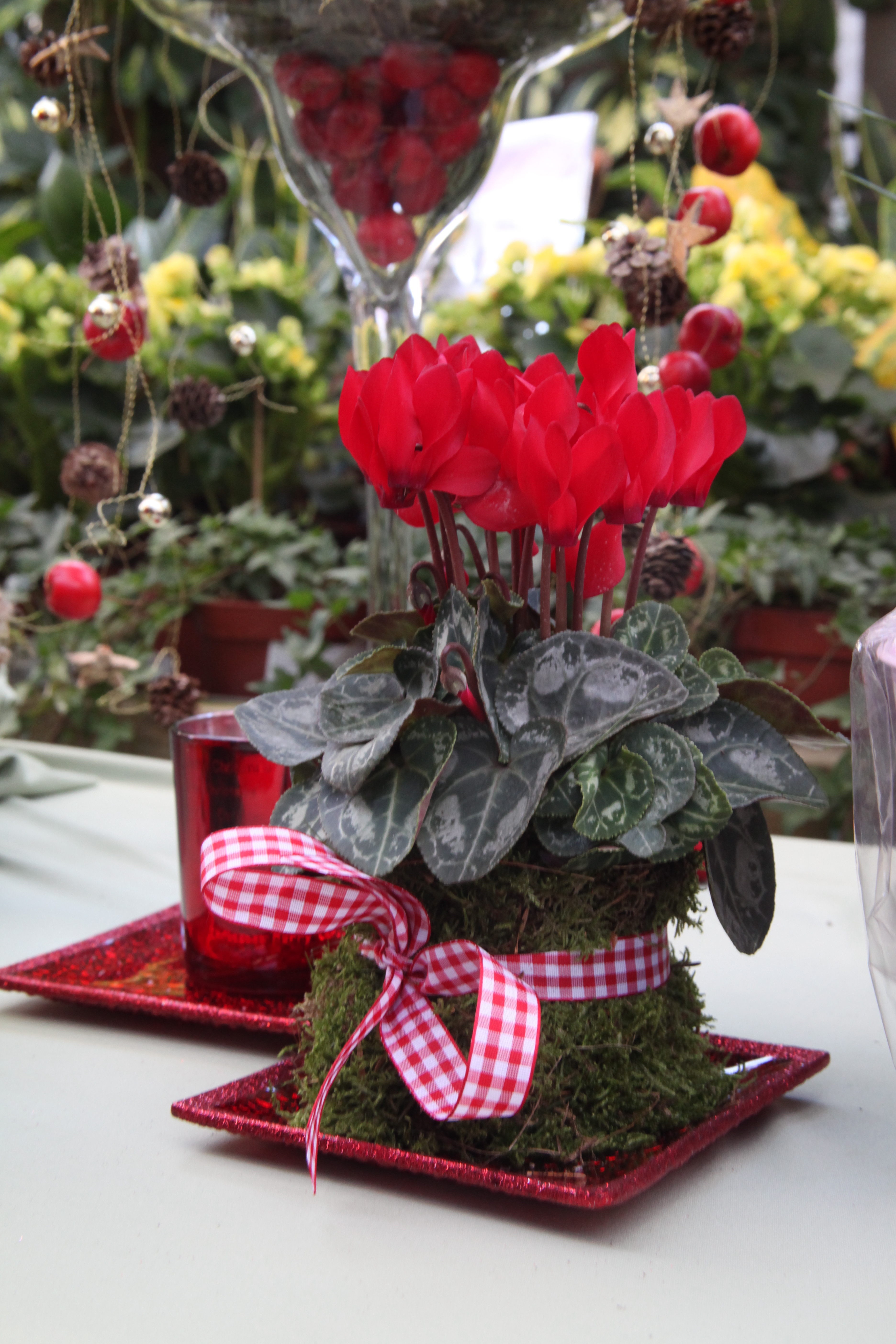 A bright red winter cyclamen with rustic greenery and ribbon