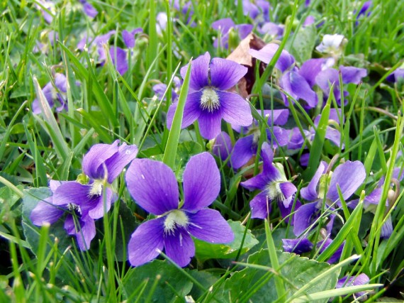 violets 4-06