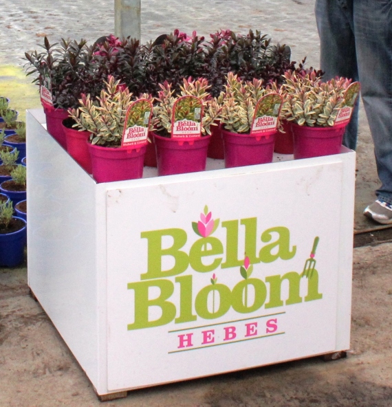 bella-bloom-hebe-rhubarb-and-custard-matty-brown-and-pink-candy-wordpress