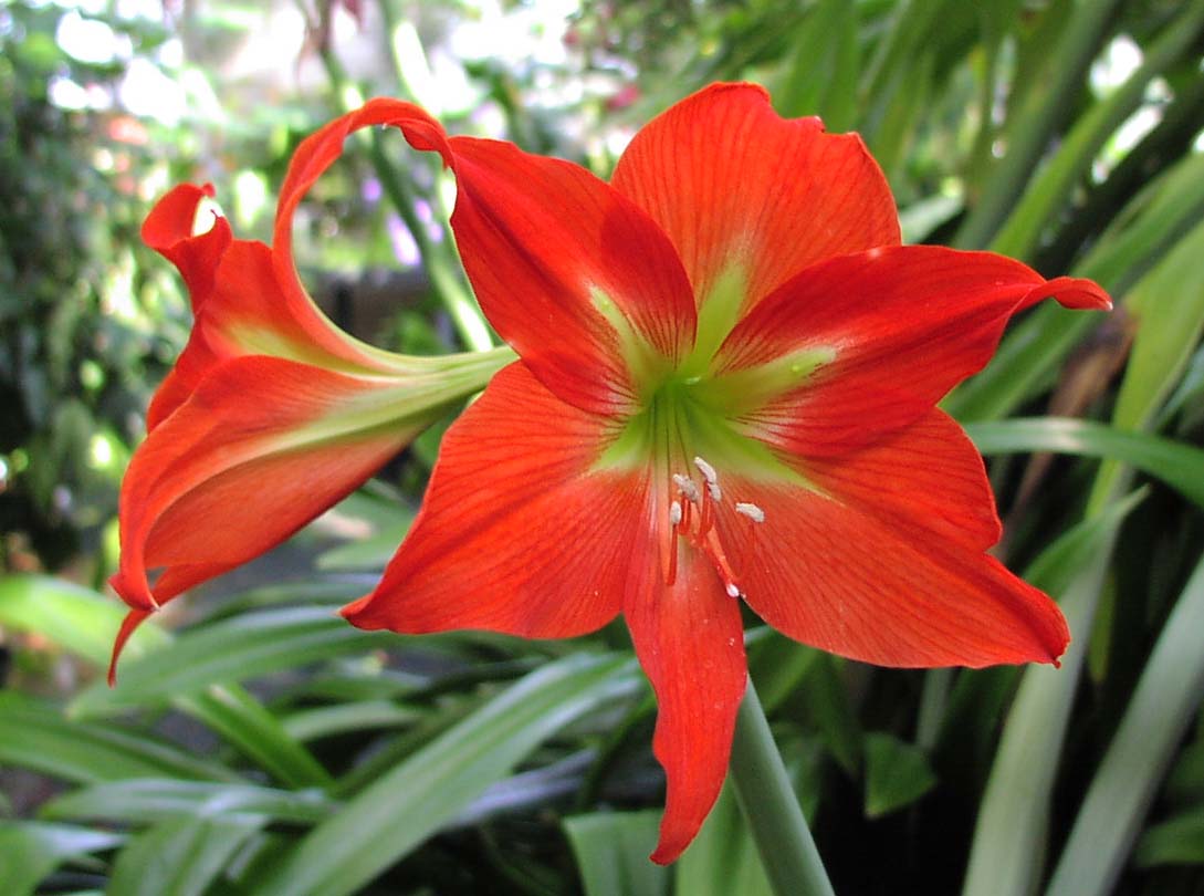 amaryllis-red-flower.jpg